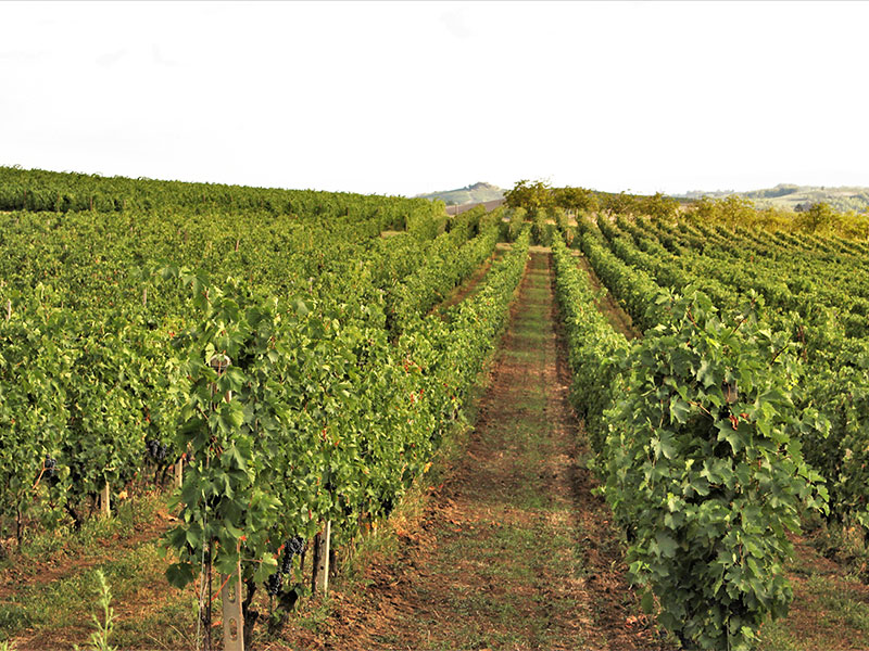 Comune di Frassinello Monferrato (AL)